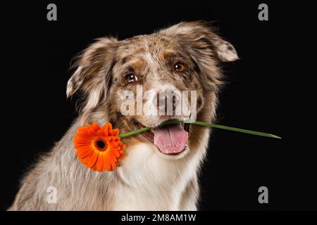 Australischer Schäferhund, der mit Blüte sitzt Stockfoto