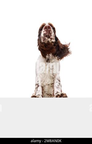 Stolzer Maulkorb. Studiobild eines wunderschönen Hundes, englischer springer-Spaniel, der vor weißem Studiohintergrund posiert. Konzept von Haustieren, Haustieren, Pflege Stockfoto