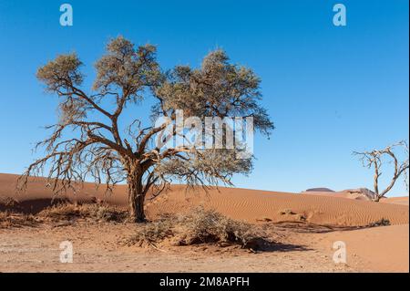 Landschaftsaufnahmen der Sanddünen und verstreuten Bäume in der Nähe von Sossusvlei, Namibia Stockfoto