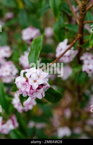 Daphne bholua Jacqueline Postill, daphne Jacqueline Postill, immergrüner Strauch mit violett-rosa und weißen Blumen in Endhaufen Stockfoto