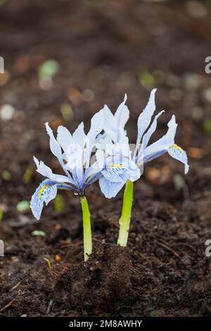 Iris Katharine Hodgkin, Iris Histriodes Katharine Hodgkin, vertikulierter Zwergbulbus, blassblaue Blumen, fällt stark von tieferem Blau, markiert Stockfoto