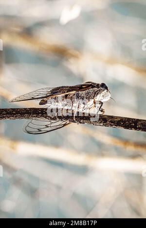Cicaden (Auchenorrhyncha) kleiner Lärmmacher Stockfoto