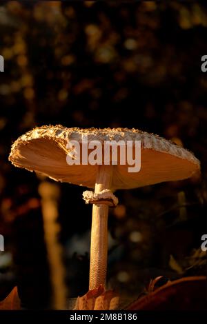 Der große Sonnenschirmpilz, Macrolepiota Procera, ein sehr großer Pilz, den man dieses Jahr oft gesehen und fotografiert hat. Das war danach im Wald in der Stockfoto