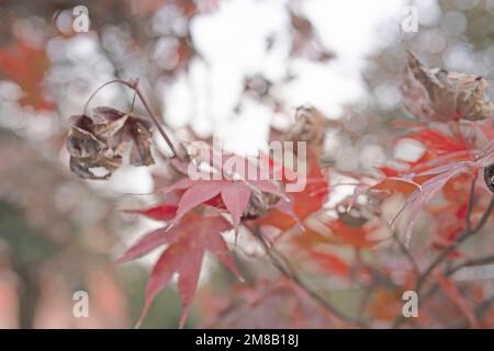 Unschärfe und Unschärfe mit geringer Opazität von rotem Ahorn in der Herbstsaison für Hintergrund und Inspirationen Stockfoto