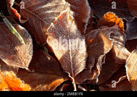 Frostblätter auf dem Boden. Ein kalter und frostiger Winter, Nahaufnahme aus Blättern und Gras. Stockfoto