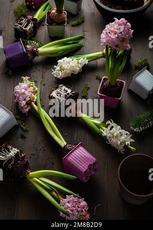 Pflanzen von Winter- oder Frühlingsblumen Hyazinthen auf schwarzem Hintergrund, Gartenkonzept Stockfoto