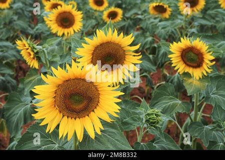 Sonnenblumenfeld im Sommer. Landwirtschaft in der Provence, Frankreich. Stockfoto