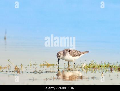 Kleine Stint-Futtersuche im Flusswasser. Wasservogel. Stockfoto