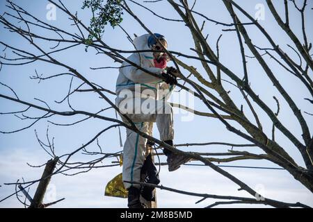Polizisten nehmen einen Aktivisten aus einem Baum mit einer Hebebühne, die Polizei begann heute, das Dorf Luetzerath zu räumen, am 11. Januar 2023, das Dorf Luetzerath an der Westseite des Garzweiler-Braunkohlebergwerks wird im Januar 2023 ausgegraben, Luetzerath, am 11. Januar 2023 , Stockfoto