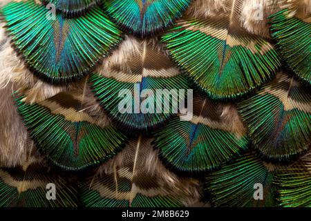 Feder. Pfauenfeder. Eine Nahaufnahme von Peafowl Federn. Stockfoto