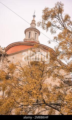 Yellow Berry Tree in Amarante, Portugal Stockfoto