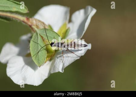 Weibliche Parasitenwespe der Unterfamilie Xoridinae, der Familie der Ichneumonwaspen oder der Ichneumonide (Ichneumonidae). Weiße Blume auf der Unterseite Stockfoto