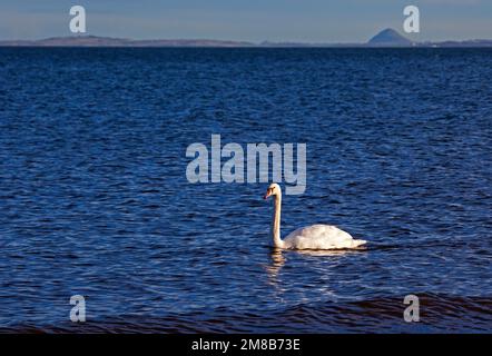 Ein stummer Schwan gleitet in der Sonne am Ufer des Firth of Forth mit Berwick Law im Hintergrund, Portobello, Edinburgh, Schottland, Großbritannien. 13. Januar 2023 Kredit: Archwhite/alamy Live News. Stockfoto