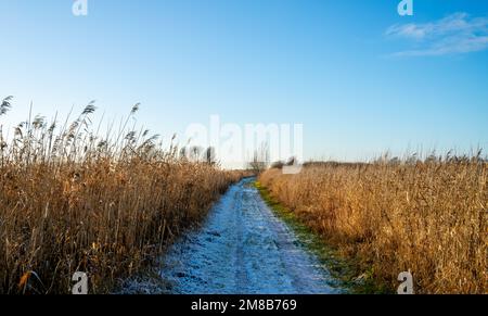 Winterlandschaft mit Wanderweg zwischen Common Reed in den Niederlanden Stockfoto