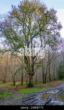 Große Eiche mit Moosen bedeckt Stockfoto