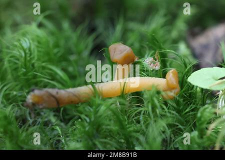 Leotia schmierica, im Allgemeinen als Geleebaby oder Quallen bezeichnet, wilder Pilz aus Finnland Stockfoto