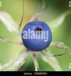 Paris quadrifolia, bekannt als die Kräuter-paris oder wahre Liebhaberknoten, wilde Pflanze aus Finnland Stockfoto