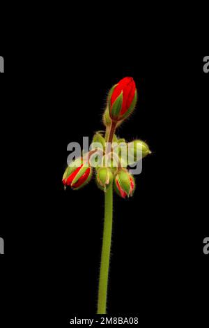 Leuchtend rote blühende Geranium- oder Pelargoniumblumen auf schwarzem Hintergrund. Stockfoto