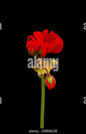 Leuchtend rote blühende Geranium- oder Pelargoniumblumen auf schwarzem Hintergrund. Stockfoto