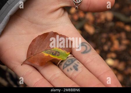 Einzigartiges Blatt-Naturmuster in der tätowierten Hand von Mädchen im Wald Stockfoto