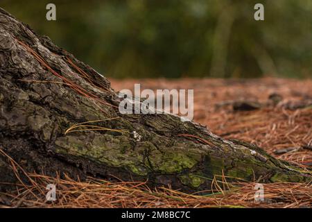 Baumstammwurzel im Herbst Stockfoto