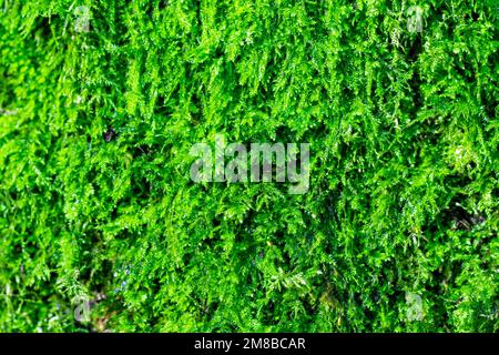 Üppiges mossiges Grün auf Baumhintergrund Stockfoto