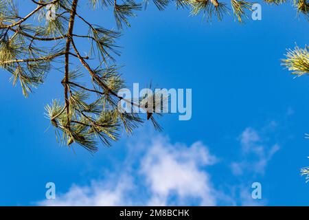 Kiefernbaum vor blauem Himmel mit Wolken abstrakte Natur im Hintergrund Stockfoto