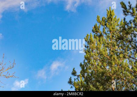Kiefernbaum vor blauem Himmel mit Wolken abstrakte Natur im Hintergrund Stockfoto