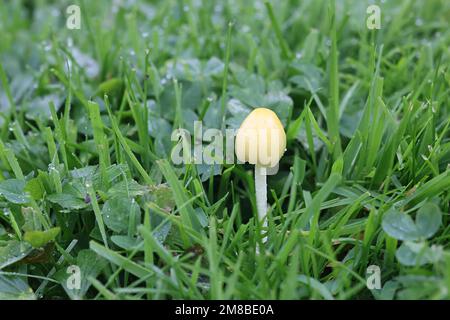 Bolbitius titubans, auch als Bolbitius vitellinus bekannt, die gemeinhin als Gelb Fieldcap oder Eigelb, Fieldcap Wild Mushroom aus Finnland Stockfoto