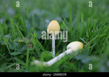 Bolbitius titubans, auch als Bolbitius vitellinus bekannt, die gemeinhin als Gelb Fieldcap oder Eigelb, Fieldcap Wild Mushroom aus Finnland Stockfoto