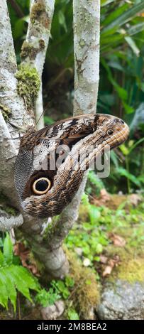 Ein Eule-Schmetterling, hoch oben auf einem Ast in einem Wald Stockfoto