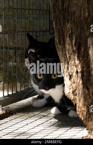 Zwei schwarz-weiße Katzen im Smoking - europäische Kurzhaar - verstecken sich hinter einem Baumstamm in einem Unterschlupf und schauen in die Kamera Stockfoto