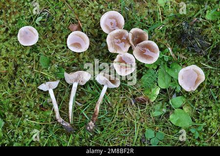 Hebeloma mesophaeum, als verschleierte poisonpie oder Gift pie bekannt, Wild Mushroom aus Finnland Stockfoto