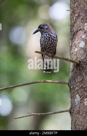 Tannenhäher, Tannen-Häher, Nucifraga caryocatactes, Nussknacker, Cassenoix moucheté, Allgäu Stockfoto