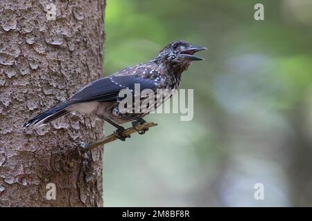 Tannenhäher, Tannen-Häher, Nucifraga caryocatactes, Nussknacker, Cassenoix moucheté, Allgäu Stockfoto