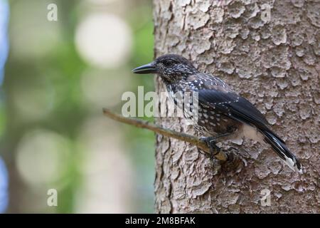 Tannenhäher, Tannen-Häher, Nucifraga caryocatactes, Nussknacker, Cassenoix moucheté, Allgäu Stockfoto