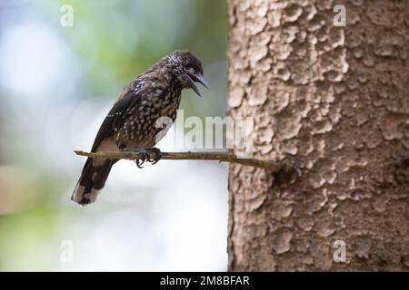 Tannenhäher, Tannen-Häher, Nucifraga caryocatactes, Nussknacker, Cassenoix moucheté, Allgäu Stockfoto