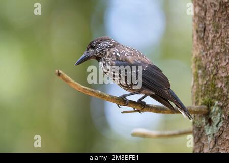 Tannenhäher, Tannen-Häher, Nucifraga caryocatactes, Nussknacker, Cassenoix moucheté, Allgäu Stockfoto