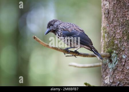Tannenhäher, Tannen-Häher, Nucifraga caryocatactes, Nussknacker, Cassenoix moucheté, Allgäu Stockfoto