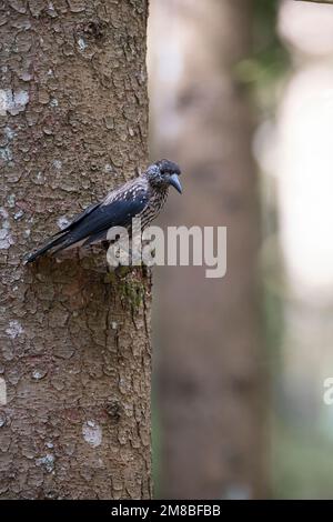 Tannenhäher, Tannen-Häher, Nucifraga caryocatactes, Nussknacker, Cassenoix moucheté, Allgäu Stockfoto