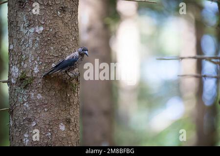 Tannenhäher, Tannen-Häher, Nucifraga caryocatactes, Nussknacker, Cassenoix moucheté, Allgäu Stockfoto