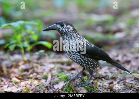 Tannenhäher, Tannen-Häher, Nucifraga caryocatactes, Nussknacker, Cassenoix moucheté, Allgäu Stockfoto