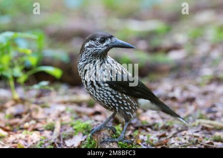 Tannenhäher, Tannen-Häher, Nucifraga caryocatactes, Nussknacker, Cassenoix moucheté, Allgäu Stockfoto