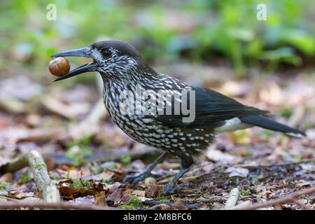 Tannenhäher, mit Haselnuss, Haselnuß, Nuss, Tannen-Häher, Nucifraga caryocatactes, Nussknacker, Cassenoix moucheté, Allgäu Stockfoto