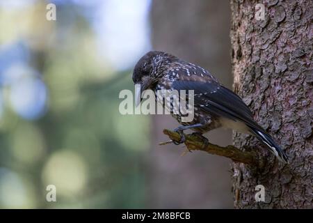 Tannenhäher, Tannen-Häher, Nucifraga caryocatactes, Nussknacker, Cassenoix moucheté, Allgäu Stockfoto
