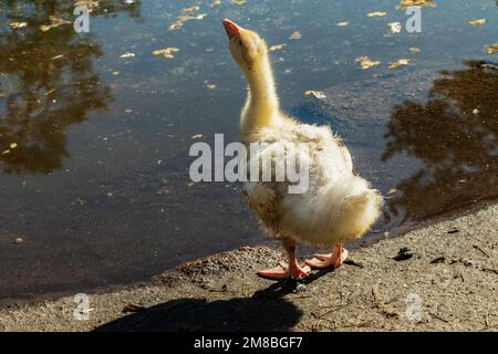 Hausenten am Ufer des Reservoirs. Das Foto wurde in Tscheljabinsk, Russland, aufgenommen. Stockfoto