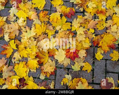 Nahaufnahme von bunten Ahornblättern auf Pflastersteinen im Herbst Stockfoto