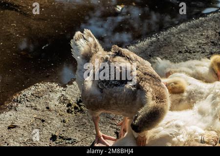 Hausenten am Ufer des Reservoirs. Das Foto wurde in Tscheljabinsk, Russland, aufgenommen. Stockfoto