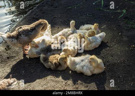 Hausenten am Ufer des Reservoirs. Das Foto wurde in Tscheljabinsk, Russland, aufgenommen. Stockfoto