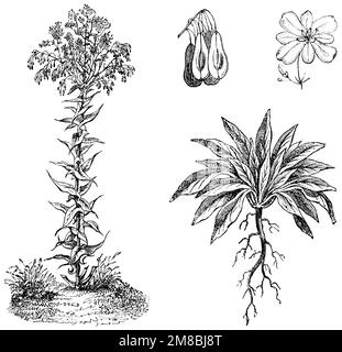 Woad, Isatis tinctoria, anonym (Landwirtschaftsbuch, 1876), Färberwaid, Pastel des teinturiers Stockfoto